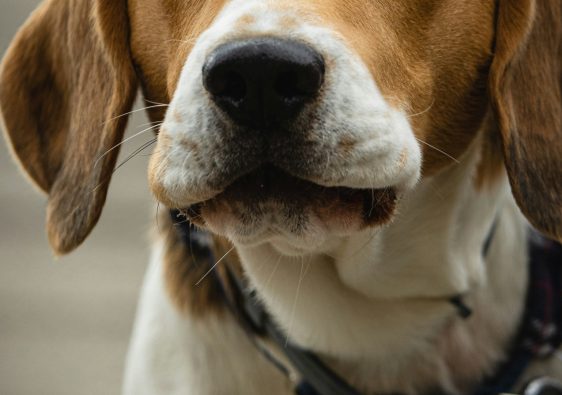 Les colliers anti-aboiement : un moyen efficace pour contrôler votre chien