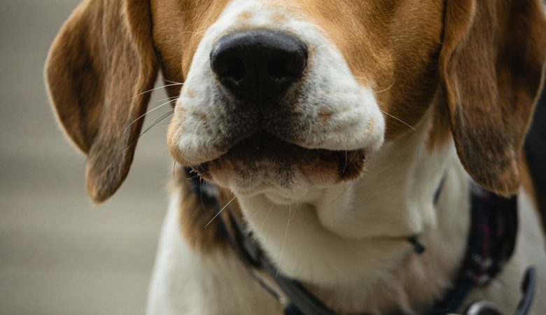 Les colliers anti-aboiement : un moyen efficace pour contrôler votre chien